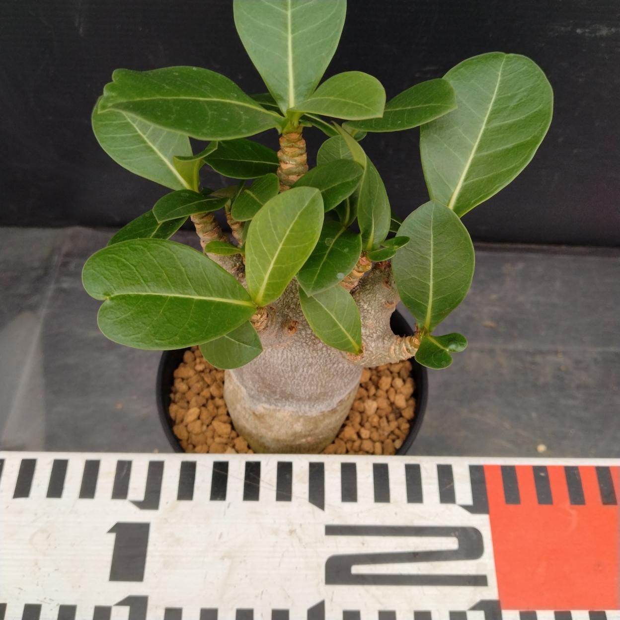 C243 「塊根植物」アデニウム アラビカム ドワーフ選抜株 植え【発根
