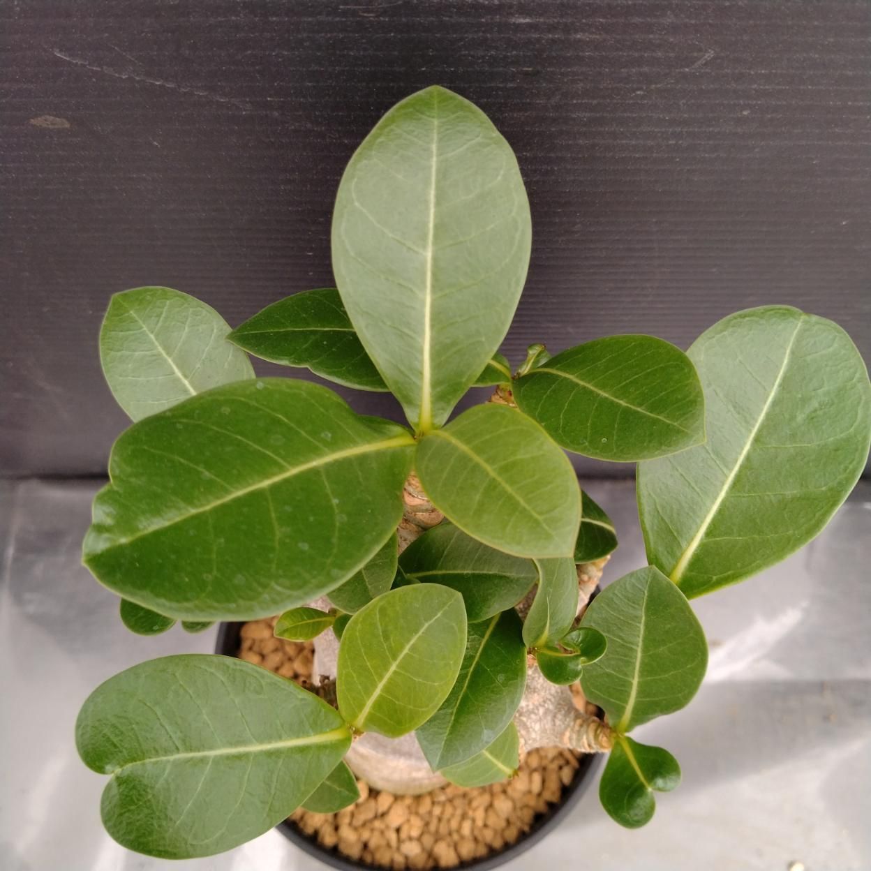 C243 「塊根植物」アデニウム アラビカム ドワーフ選抜株 植え【発根