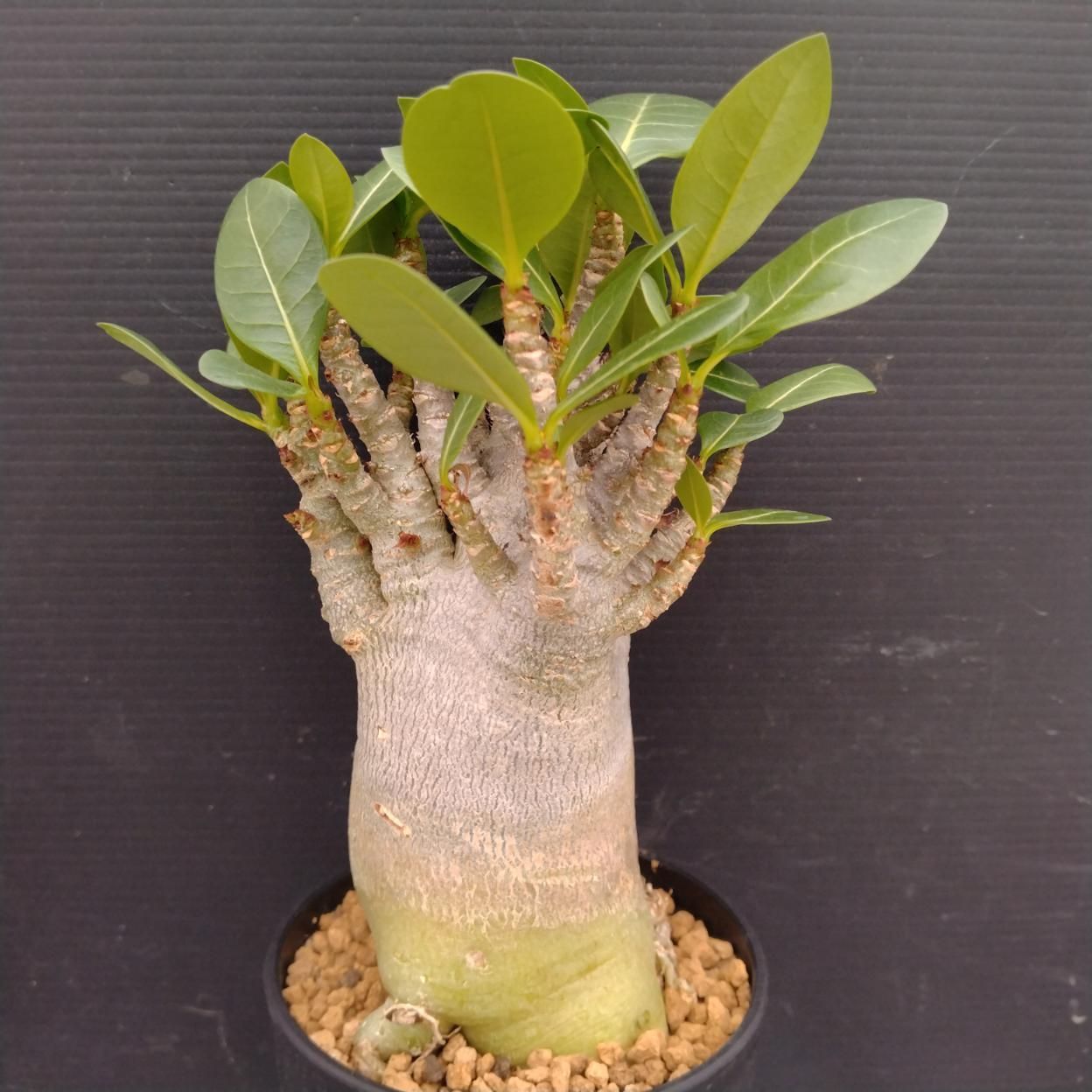 C245 「塊根植物」アデニウム アラビカム ドワーフ選抜株 植え【発根 