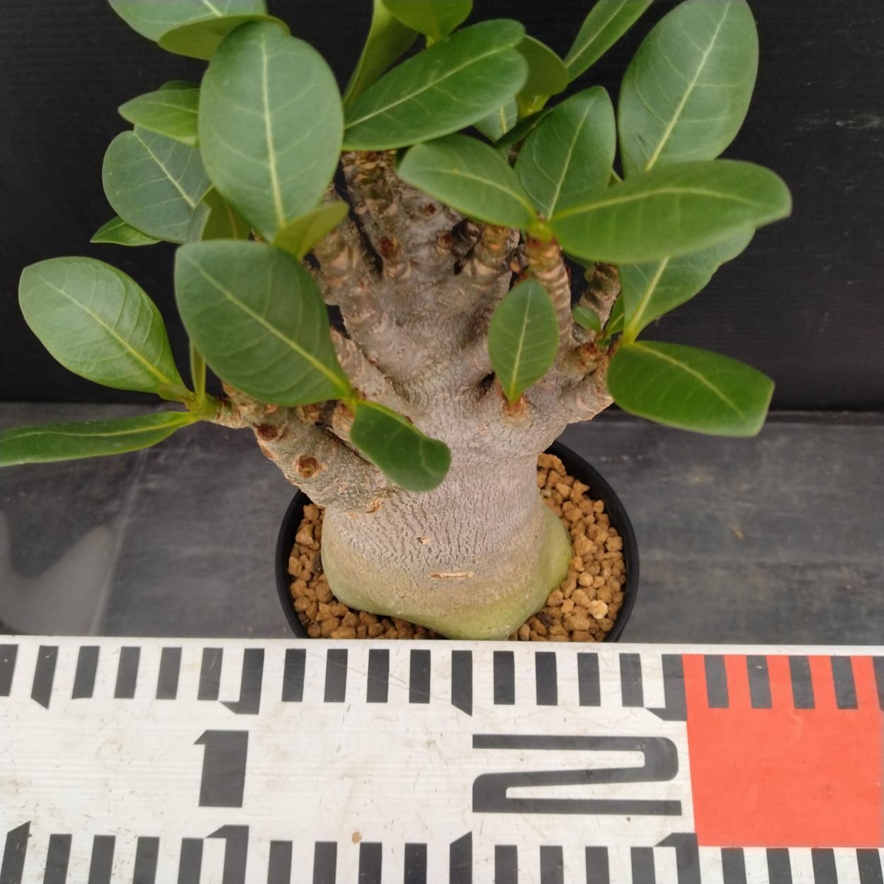 C245 「塊根植物」アデニウム アラビカム ドワーフ選抜株 植え【発根 