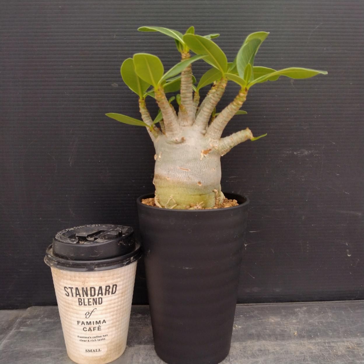 C247 「塊根植物」アデニウム アラビカム ドワーフ選抜株 植え【発根