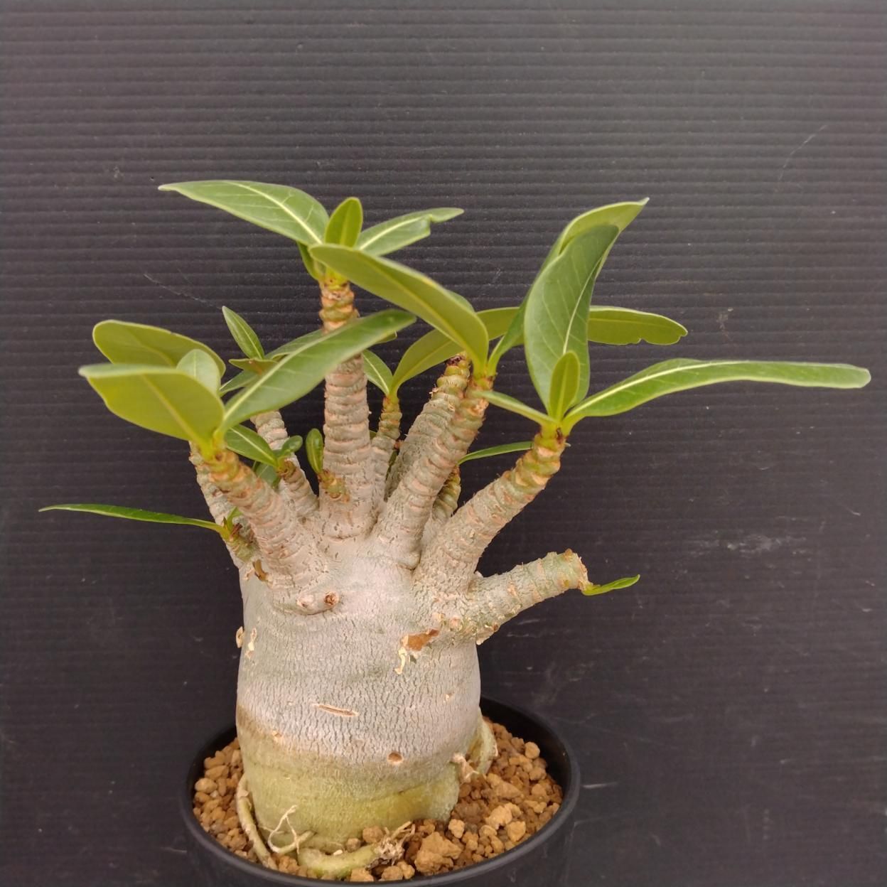 C247 「塊根植物」アデニウム アラビカム ドワーフ選抜株 植え【発根