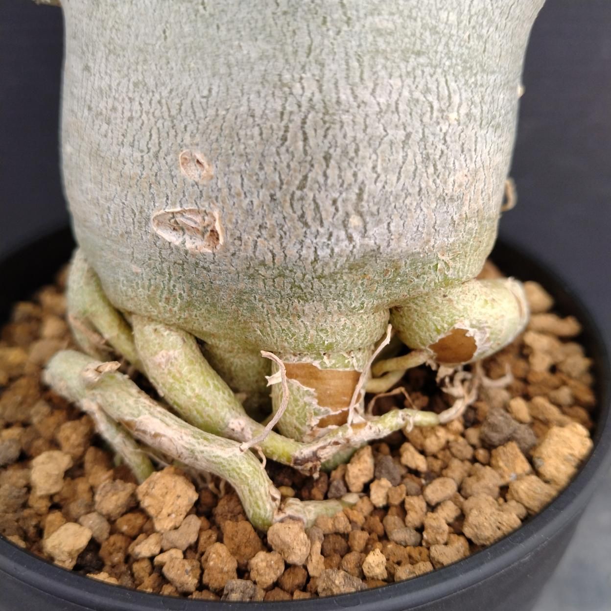 C247 「塊根植物」アデニウム アラビカム ドワーフ選抜株 植え【発根
