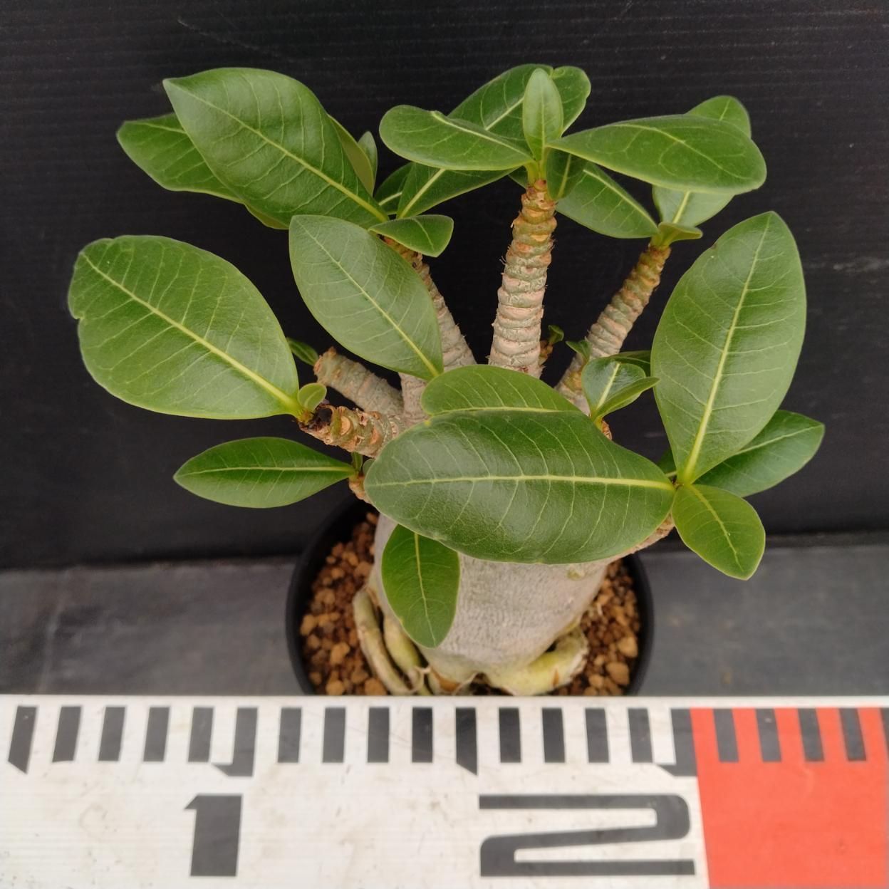 C247 「塊根植物」アデニウム アラビカム ドワーフ選抜株 植え【発根