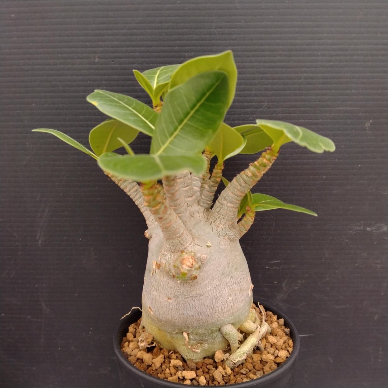 C247 「塊根植物」アデニウム アラビカム ドワーフ選抜株 植え【発根
