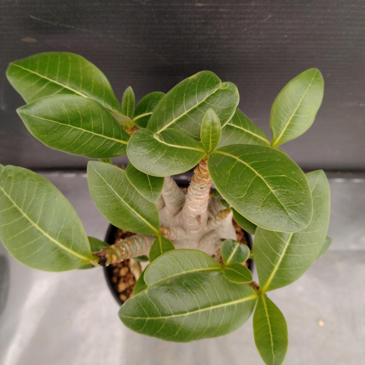 アデニウム アラビカム ドワーフ 塊根植物 観葉植物 多肉 風水 金運 アデニウム アラビアカム ドワーフ 塊根植物 コーデックス 観葉植物