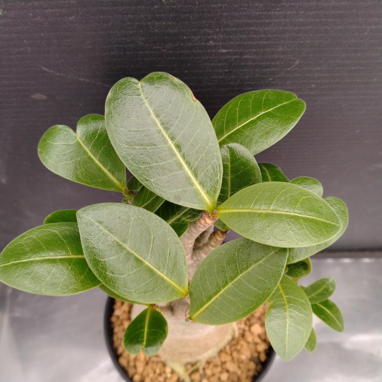 C250 「塊根植物」アデニウム アラビカム ドワーフ選抜株 植え【発根