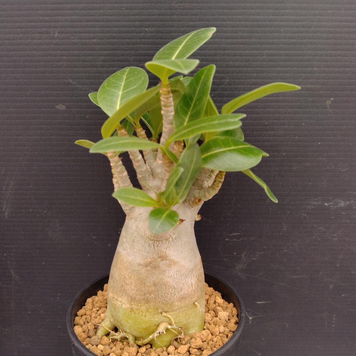 C250 「塊根植物」アデニウム アラビカム ドワーフ選抜株 植え【発根