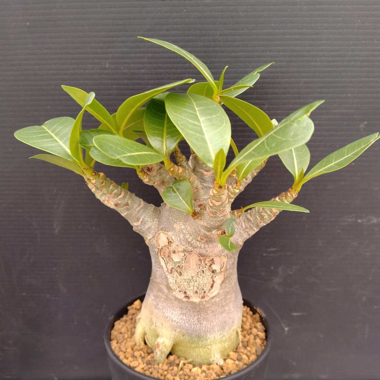 C251 「塊根植物」アデニウム アラビカム ドワーフ選抜株 植え【発根