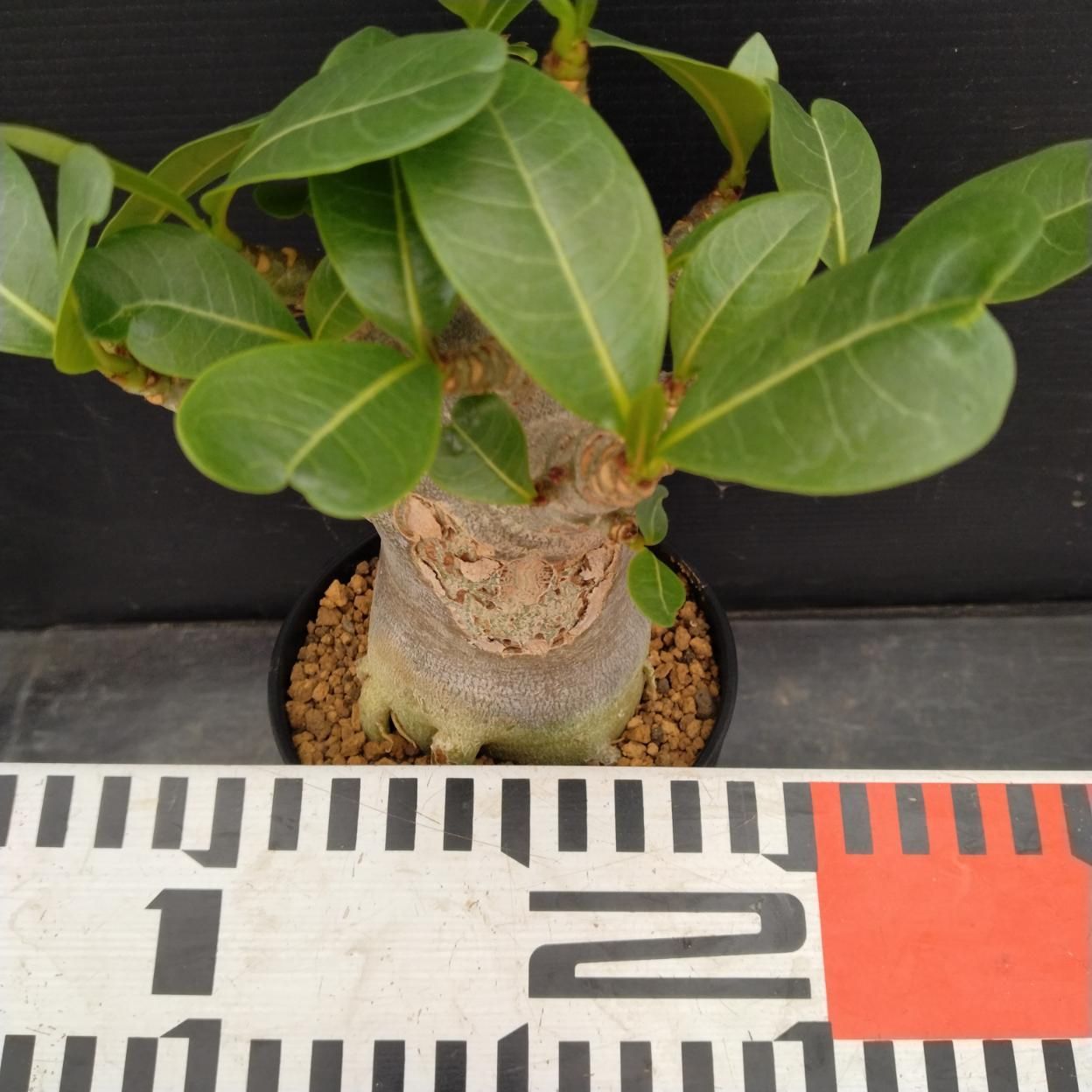 アデニウム アラビカム ドワーフ 塊根植物 観葉植物 多肉 風水 金運 C250 「塊根植物」アデニウム アラビカム ドワーフ選抜株 植え【発根