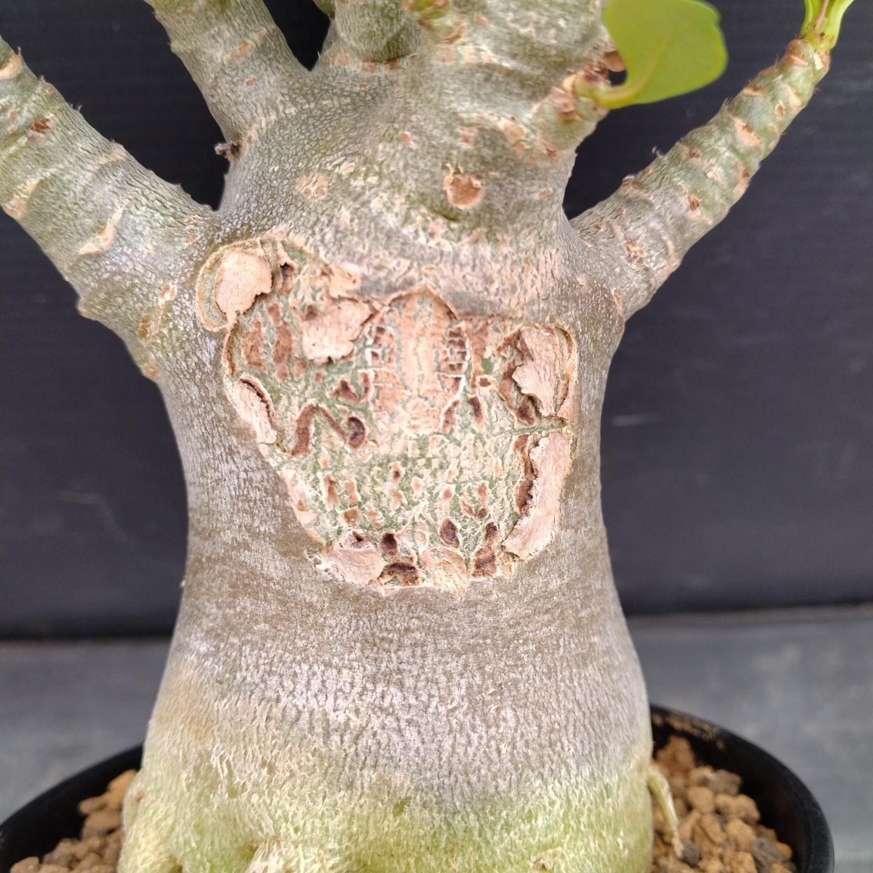 C251 「塊根植物」アデニウム アラビカム ドワーフ選抜株 植え【発根