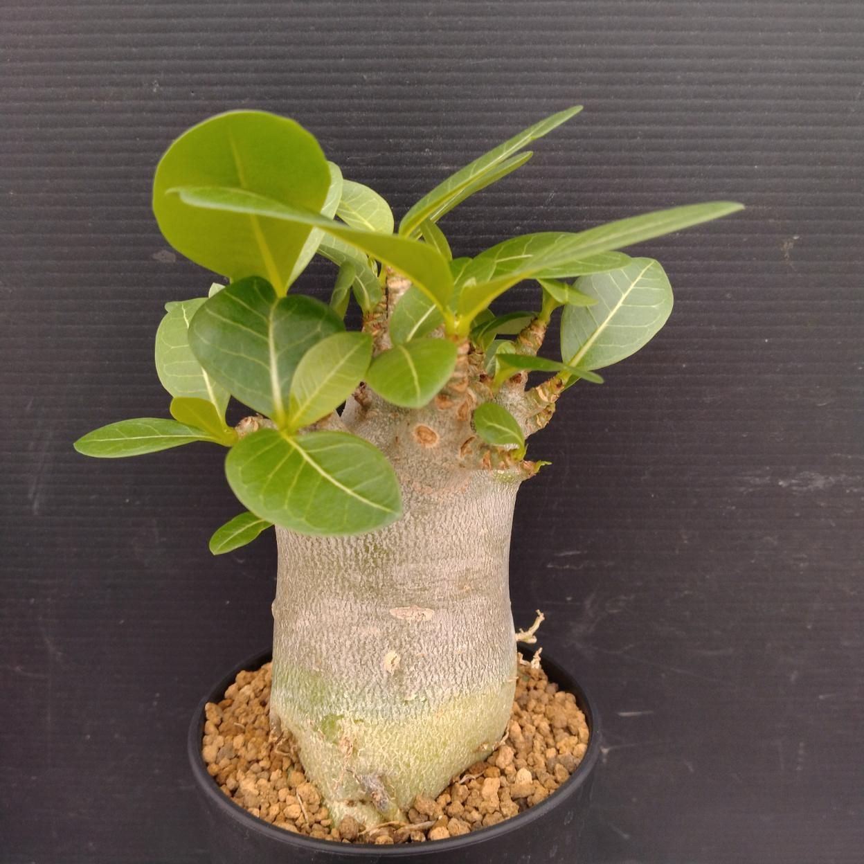 C252 「塊根植物」アデニウム アラビカム ドワーフ選抜株 植え【発根