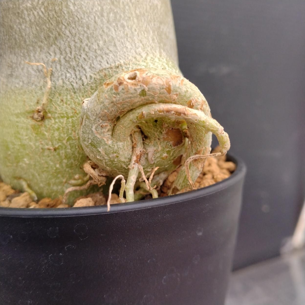 C252 「塊根植物」アデニウム アラビカム ドワーフ選抜株 植え【発根