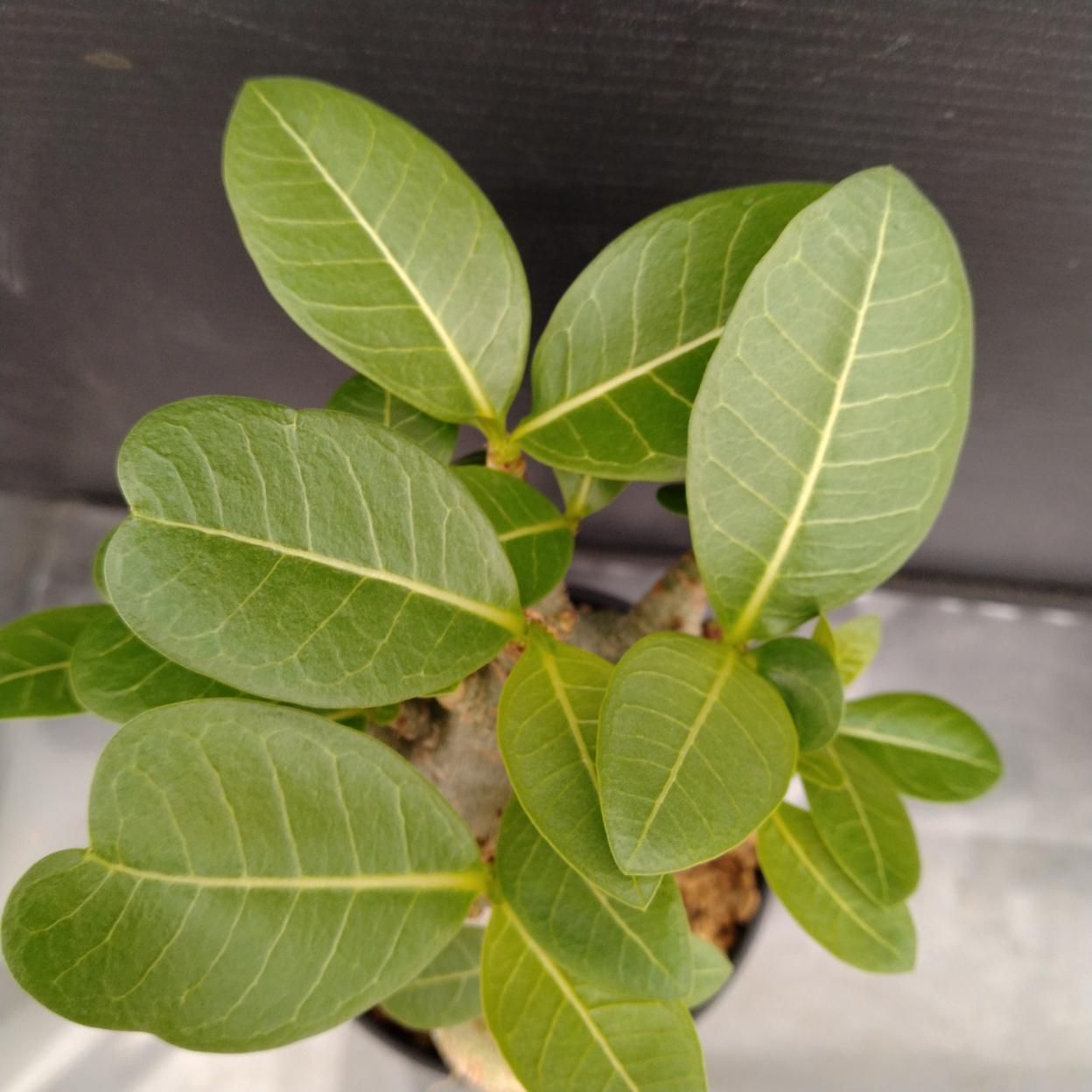 C252 「塊根植物」アデニウム アラビカム ドワーフ選抜株 植え【発根