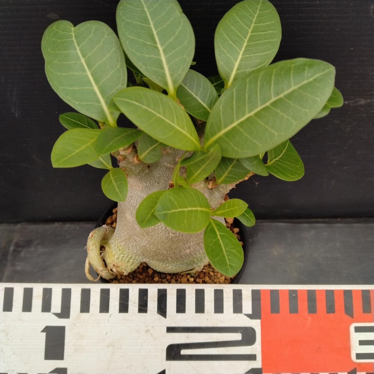 C252 「塊根植物」アデニウム アラビカム ドワーフ選抜株 植え【発根