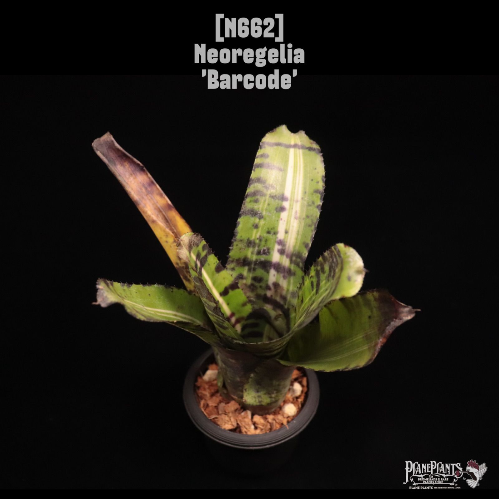 Neoregelia 'Barcode'〔ネオレゲリア〕N662 /@planeplants