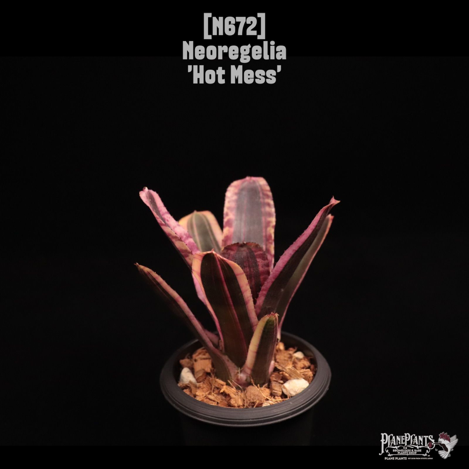 Neoregelia Hot Mess'〔ネオレゲリア〕N672 /@planeplants