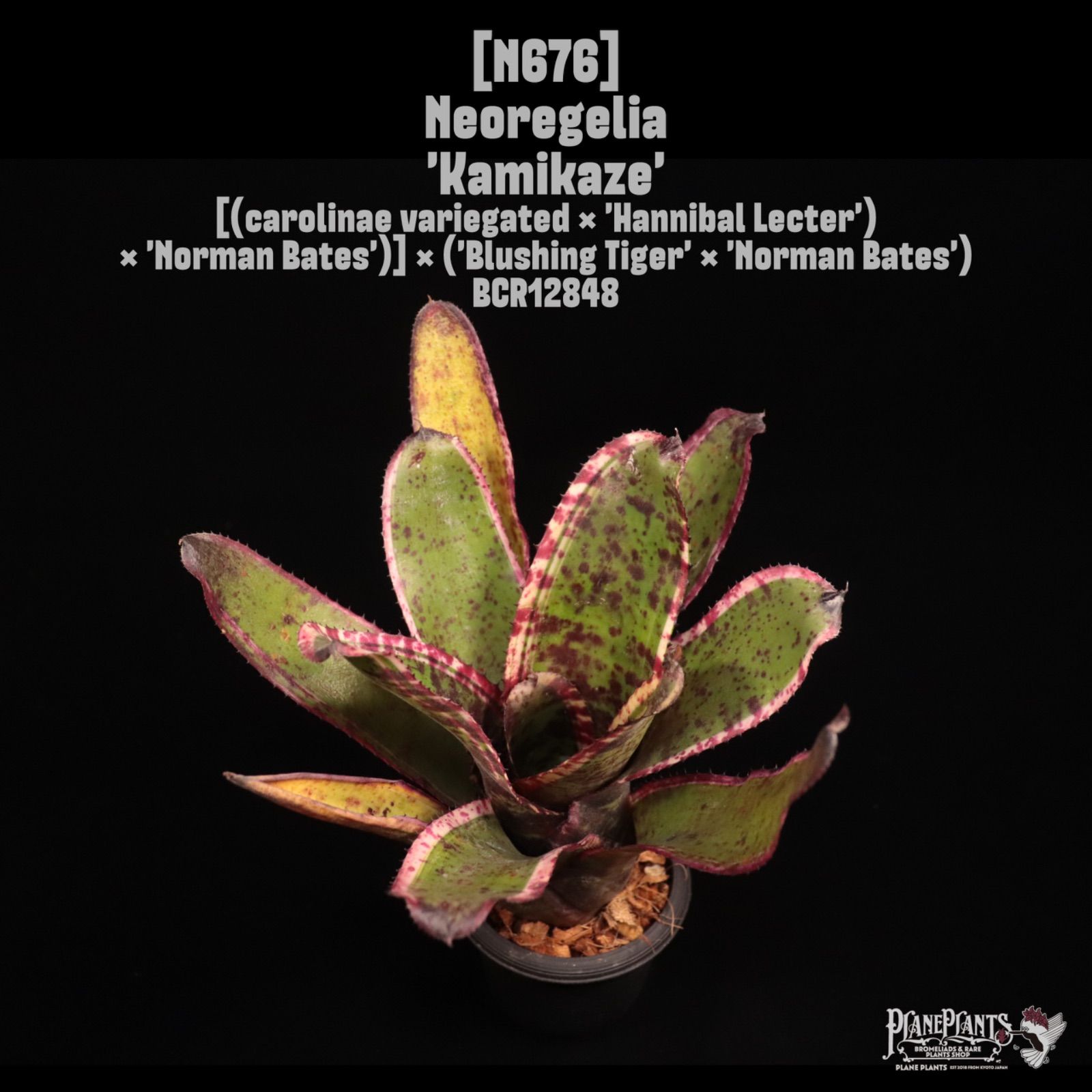 Neoregelia 'Kamikaze'〔ネオレゲリア〕N676 /@planeplants