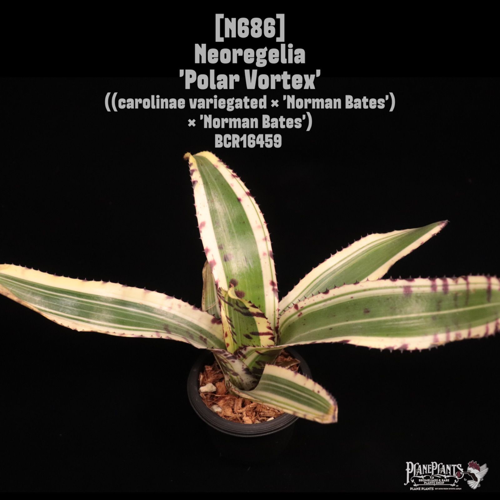 Neoregelia 'Polar Vortex'〔ネオレゲリア〕N686 /@planeplants