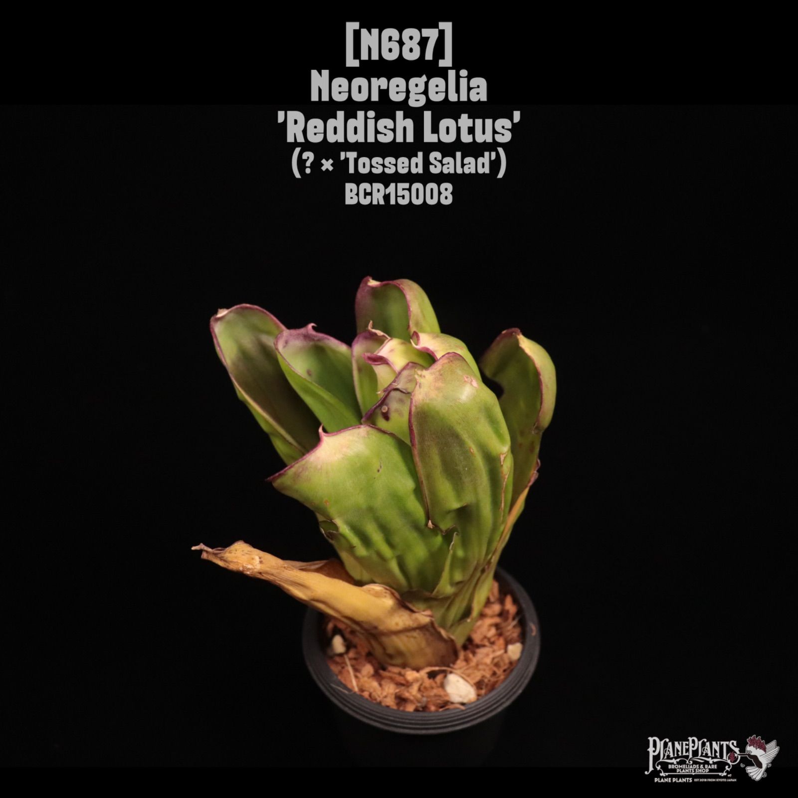 Neoregelia 'Reddish Lotus'〔ネオレゲリア〕N687 /@planeplants 6,450円