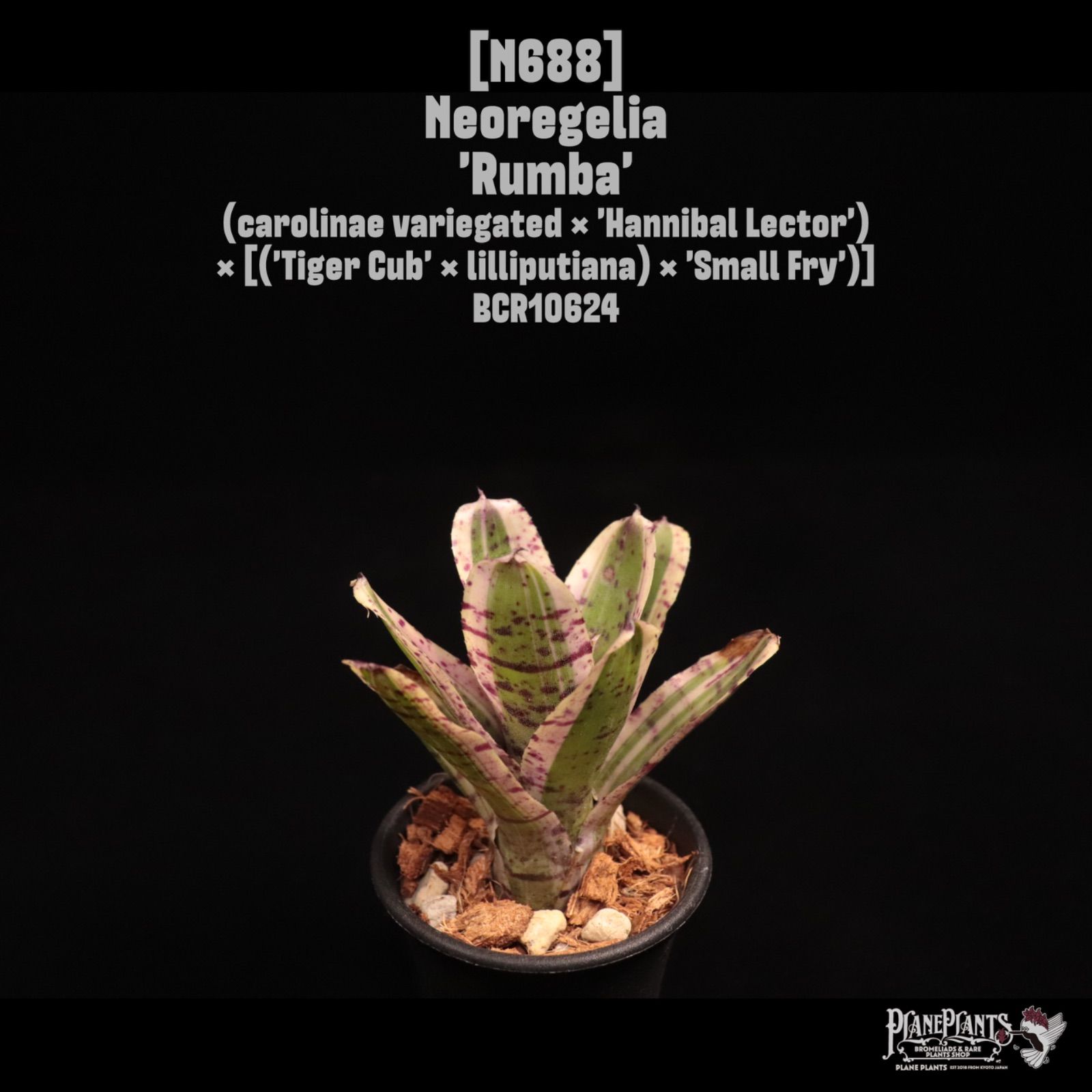 Neoregelia 'Rumba'〔ネオレゲリア〕N688 /@planeplants