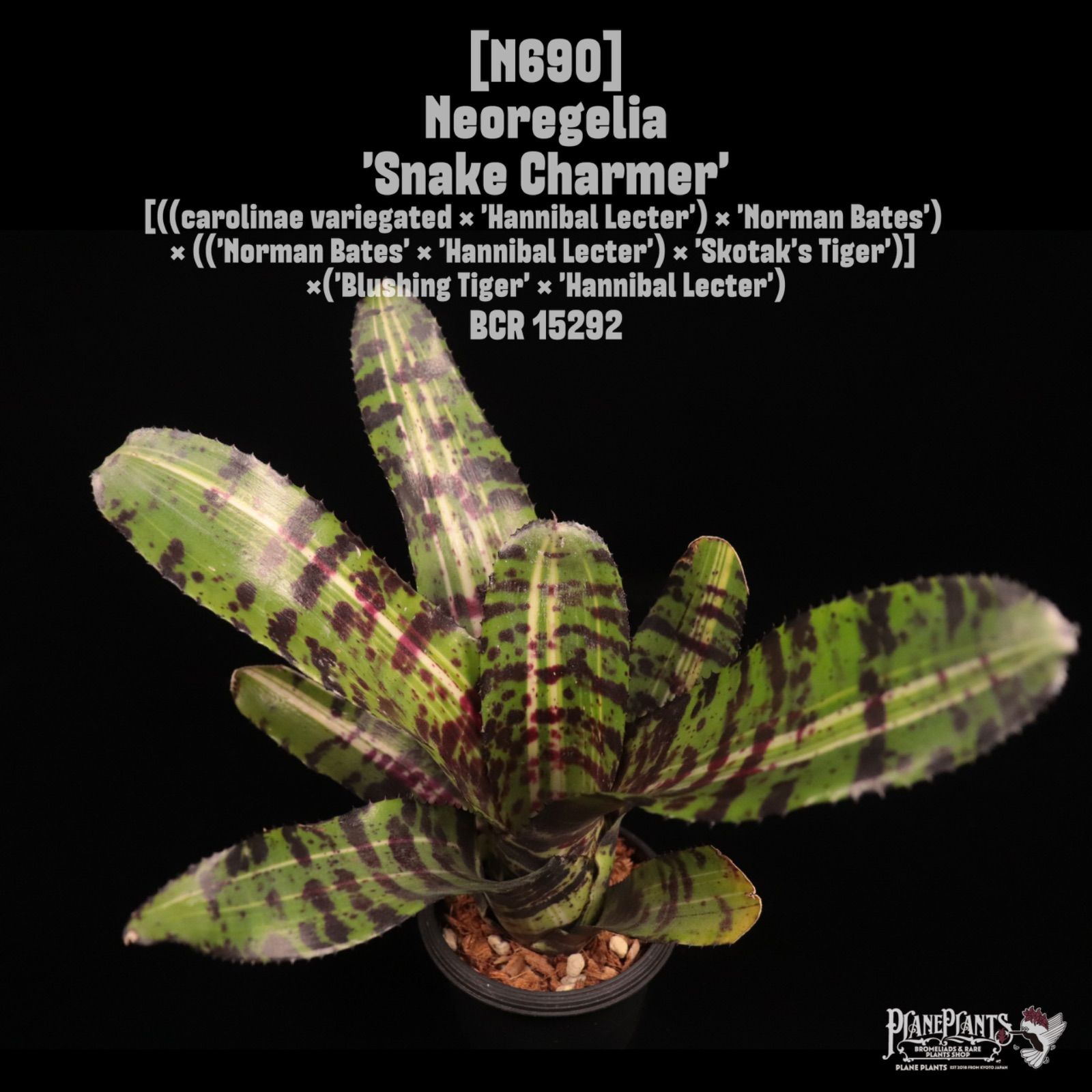 Neoregelia 'Snake Charmer'〔ネオレゲリア〕N690 /@planeplants