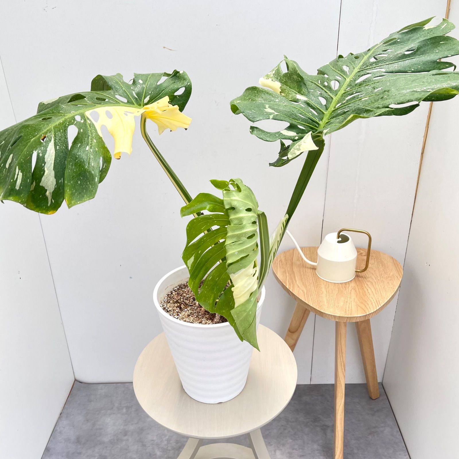 モンステラ　デリシオサ　斑入り　5【現品】☆希少☆ 観葉植物　室内　大型