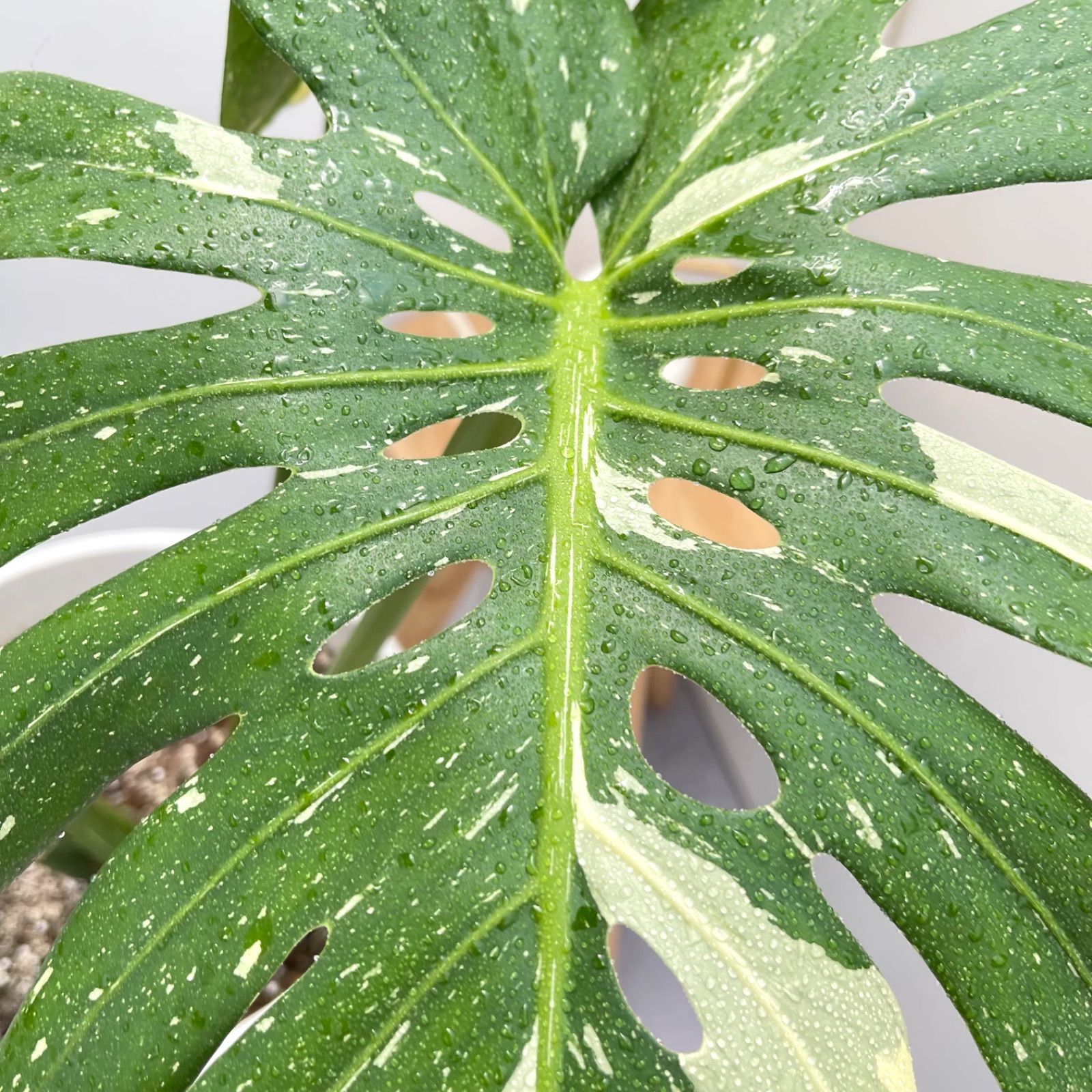モンステラ デリシオサ 斑入り 17【現品】☆希少☆ 観葉植物 室内 大型 