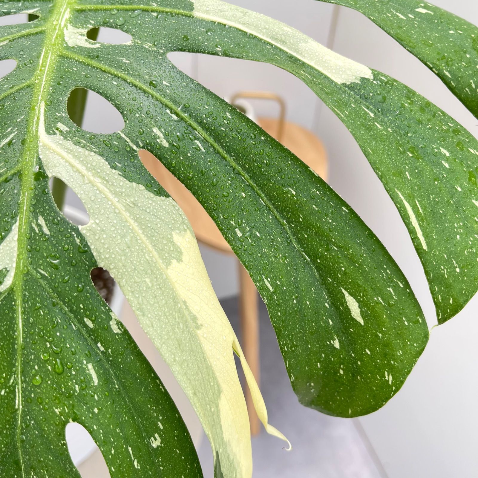 モンステラ デリシオサ 斑入り 17【現品】☆希少☆ 観葉植物 室内 大型 