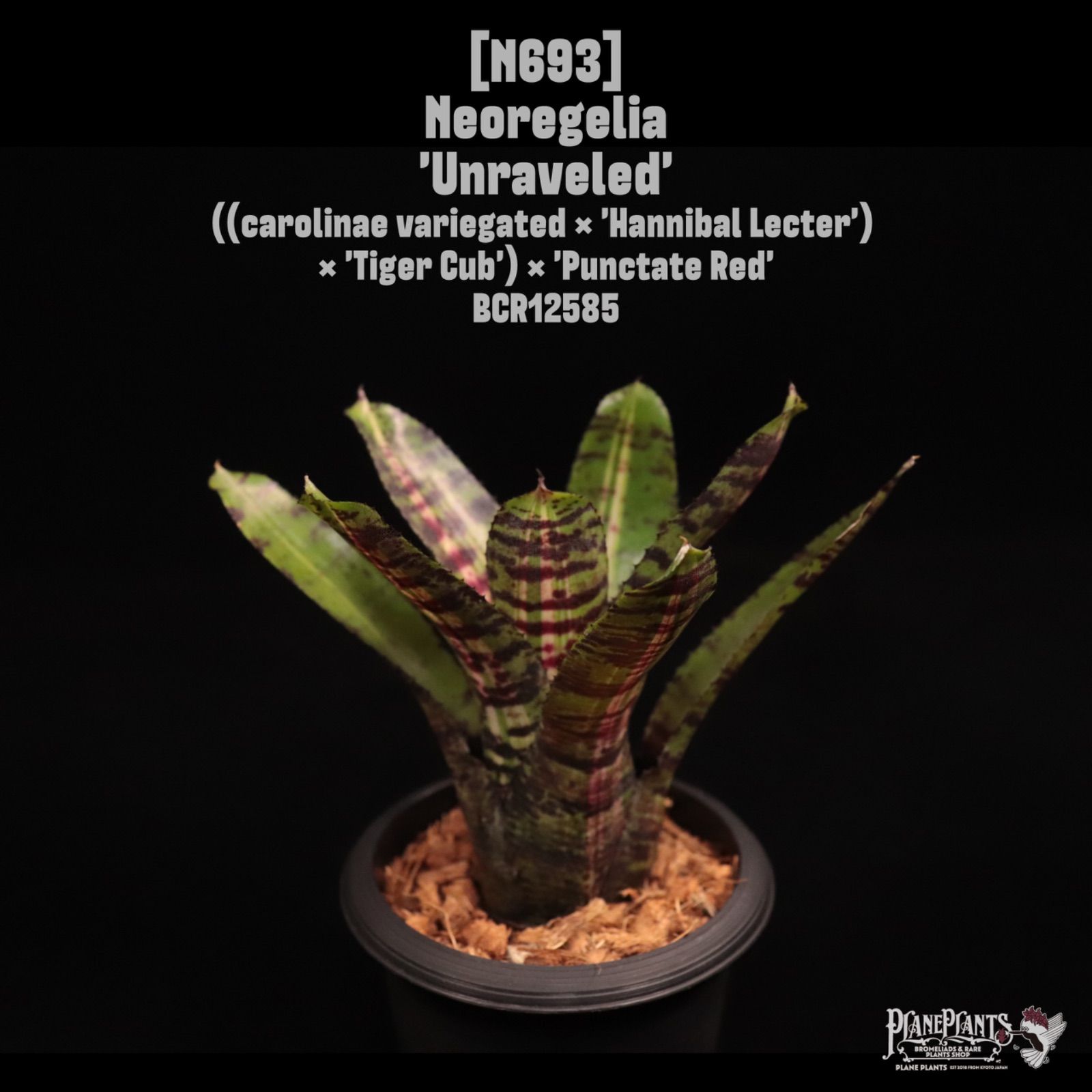 Neoregelia 'Unraveled'〔ネオレゲリア〕N693 /@planeplants