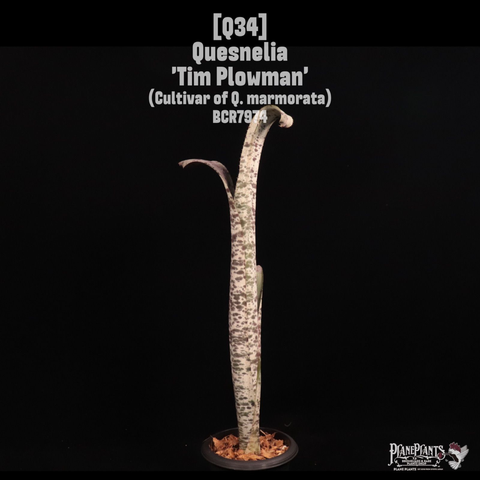 Quesnelia 'Tim Plowman'〔ケスネリア〕Q34 /@planeplants