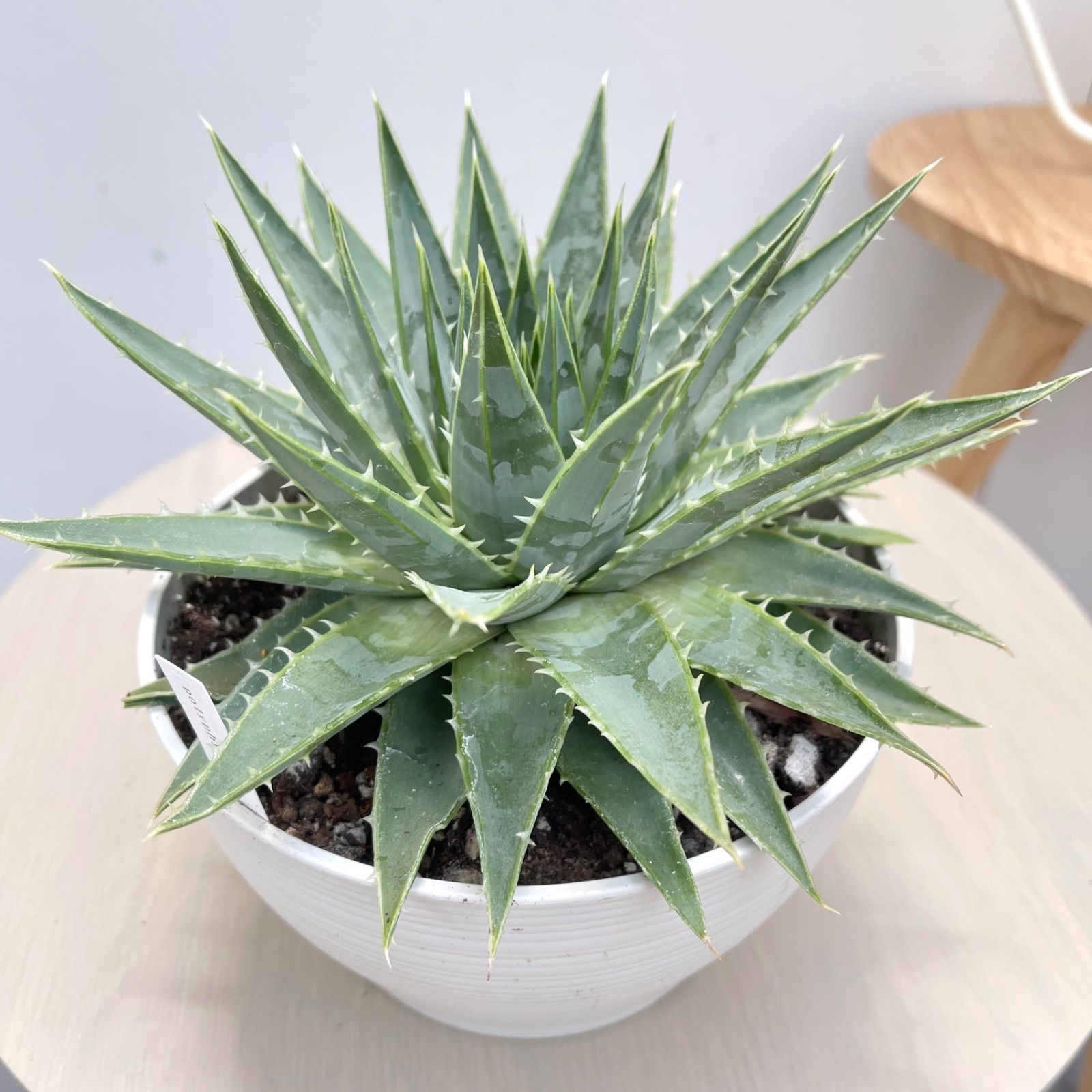 アロエ　ポリフィラ　4【現品】観葉植物　多肉植物　室内　6号