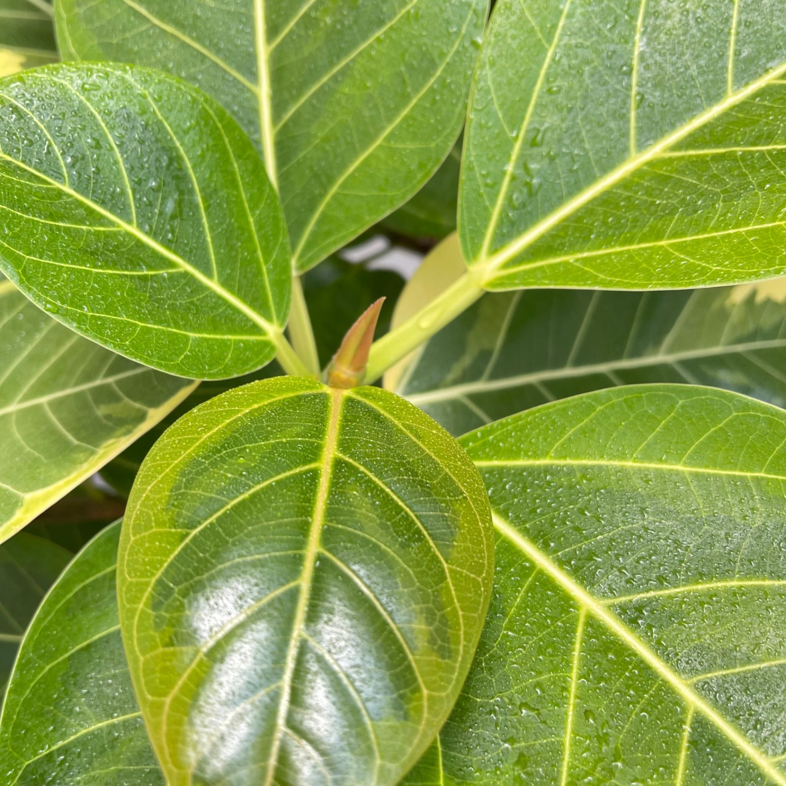フィカス アルテシマ 曲がり 10【現品】観葉植物 室内 大型