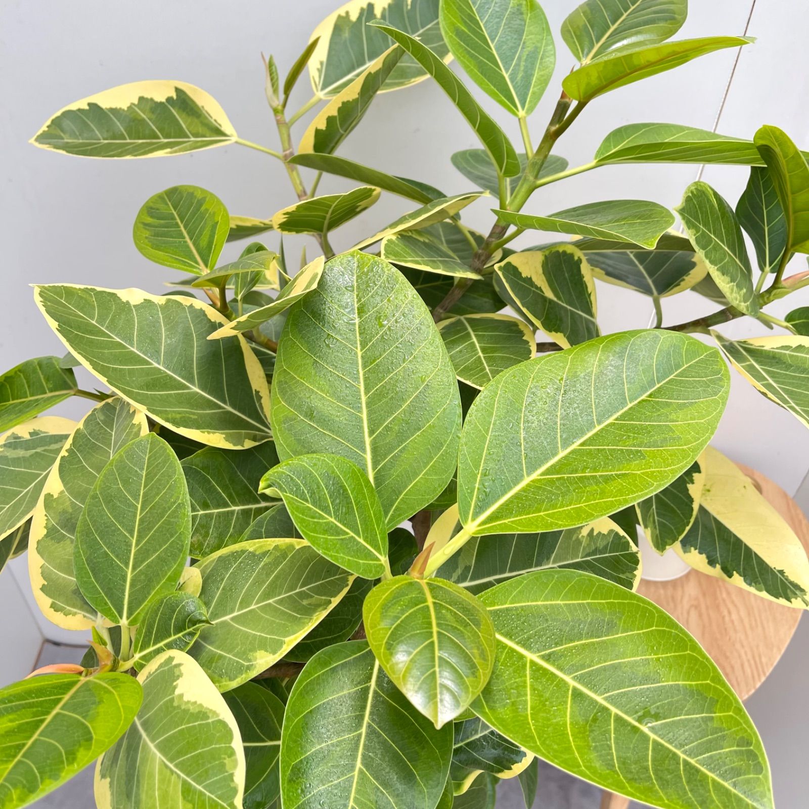 フィカス アルテシマ 曲がり 10【現品】観葉植物 室内 大型
