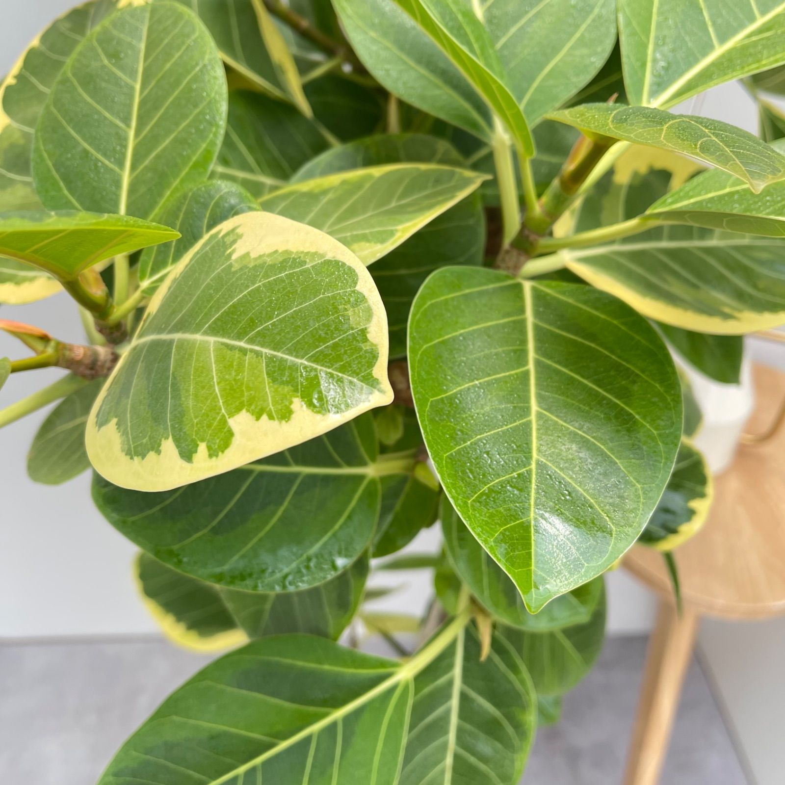 フィカス アルテシマ 曲がり 10【現品】観葉植物 室内 大型