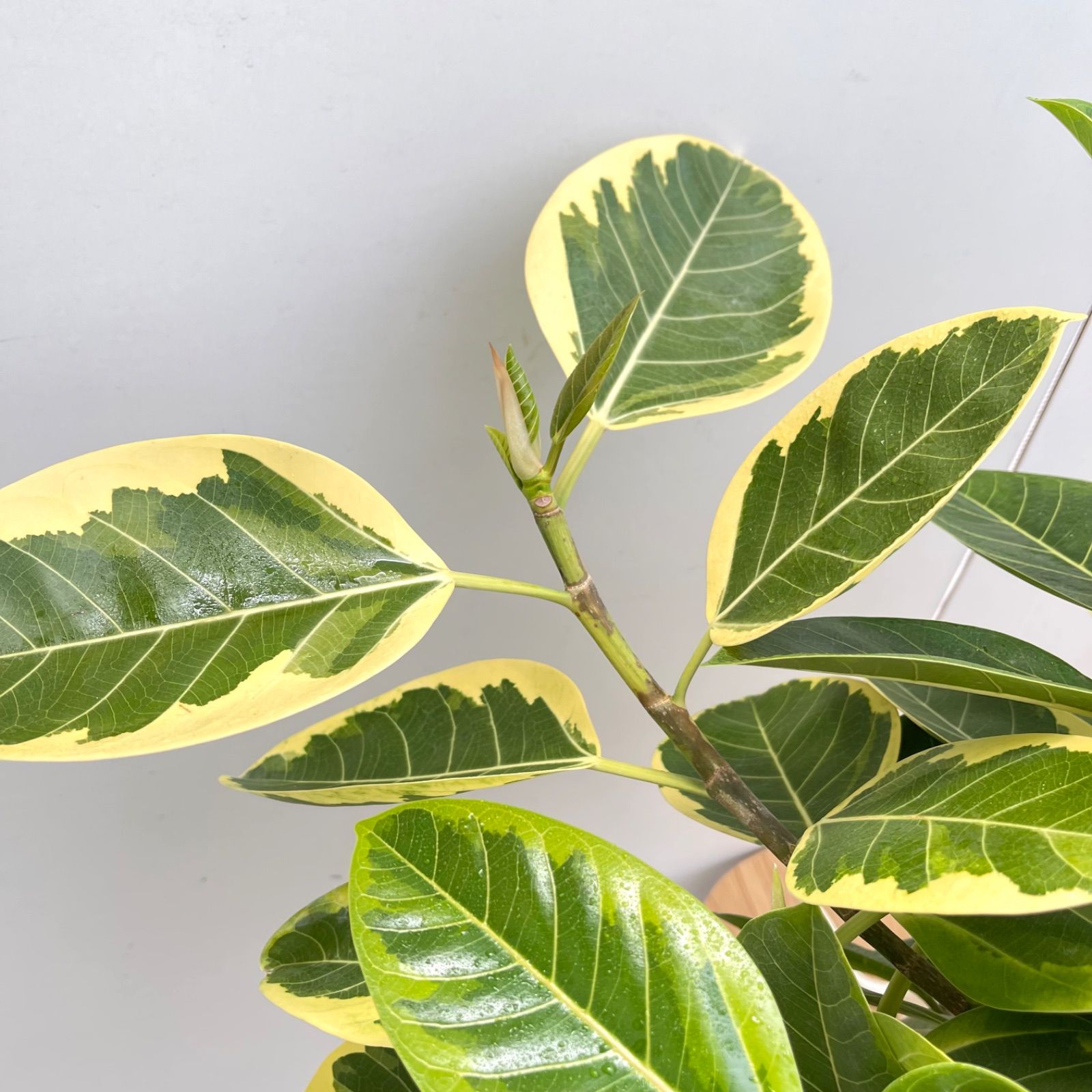 フィカス　アルテシマ　曲がり　10【現品】観葉植物　室内　大型 フィカス アルテシマ 曲がり 10【現品】観葉植物 室内 大型