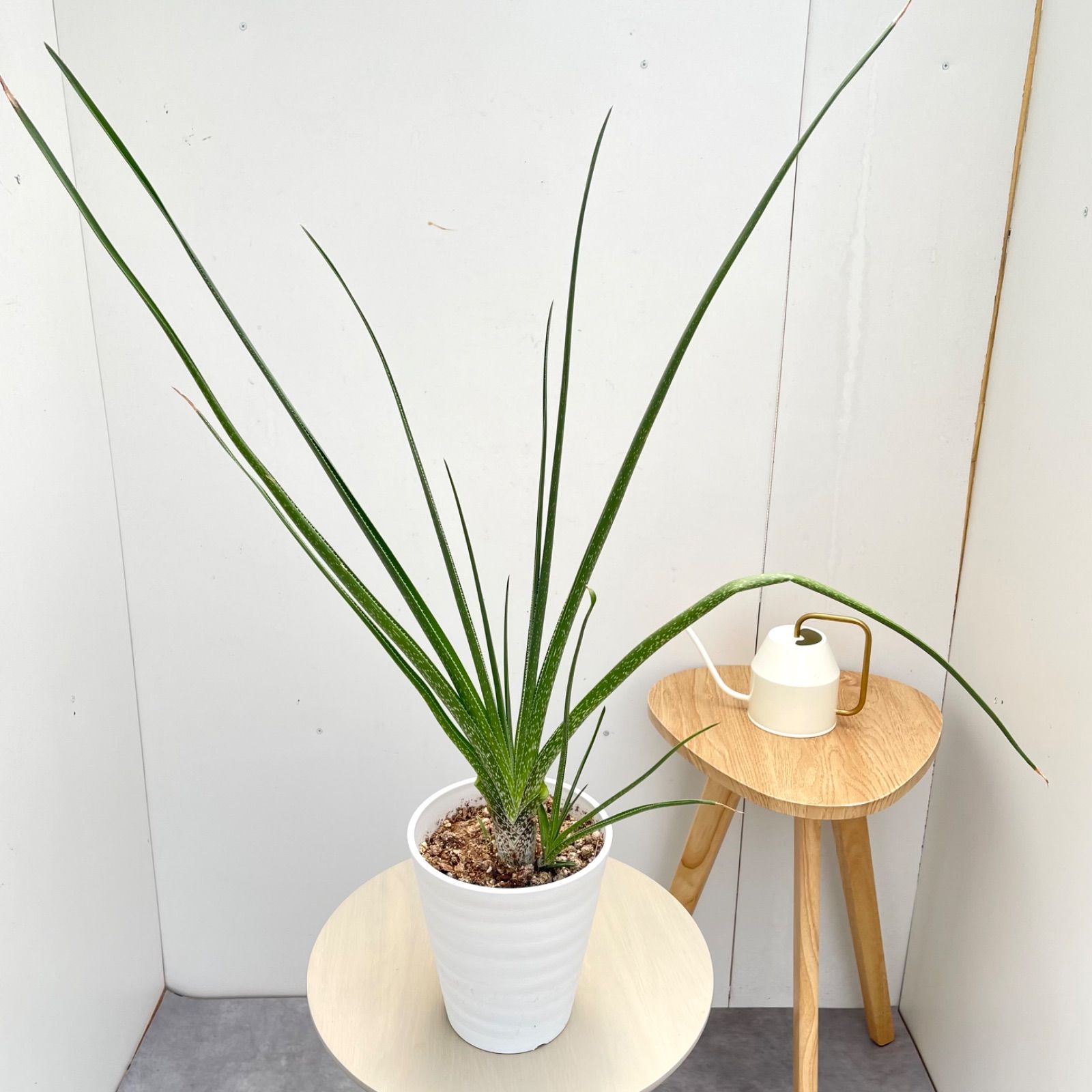アロエ　クーペリー【現品】観葉植物　多肉植物　室内　6号