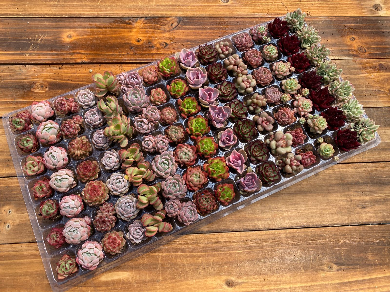 新入荷ミックス×105苗 YL18土付き 多肉植物 詰め合わせ アエオニウム