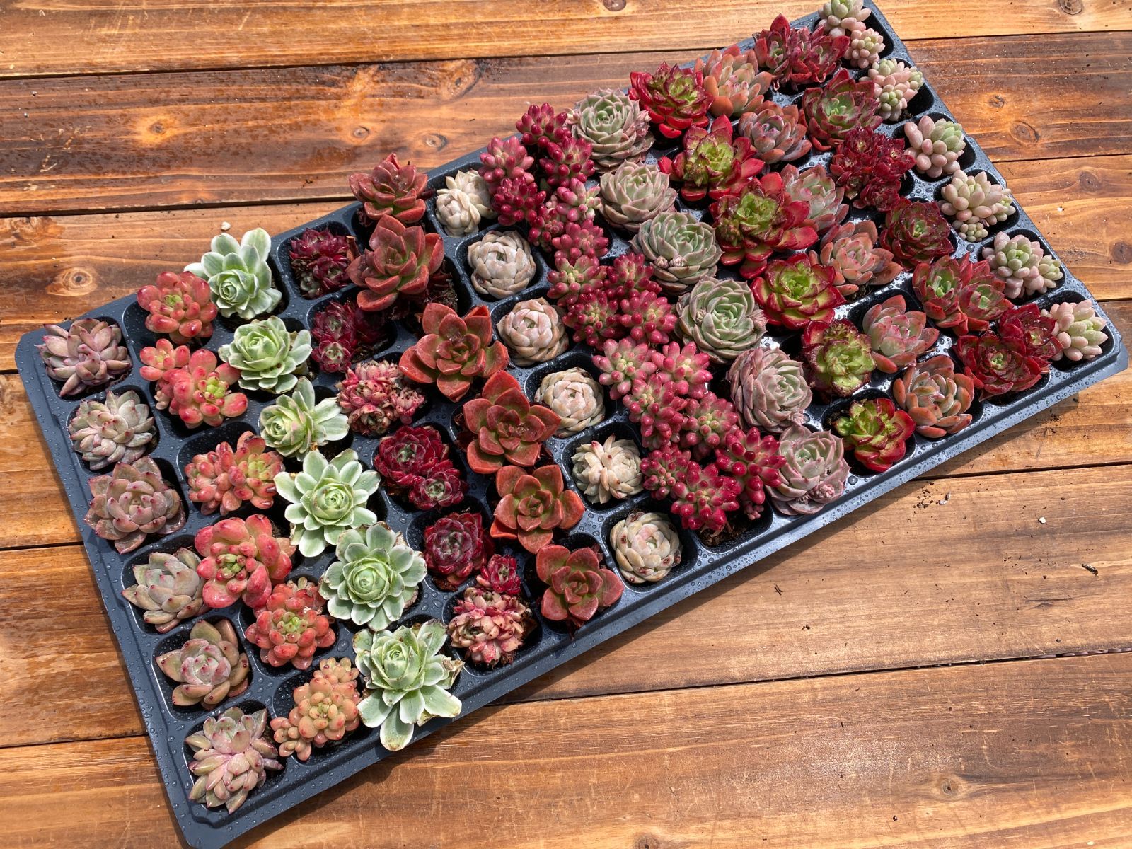 新入荷ミックス×72苗 YL15土付き 多肉植物 詰め合わせ アエオニウム