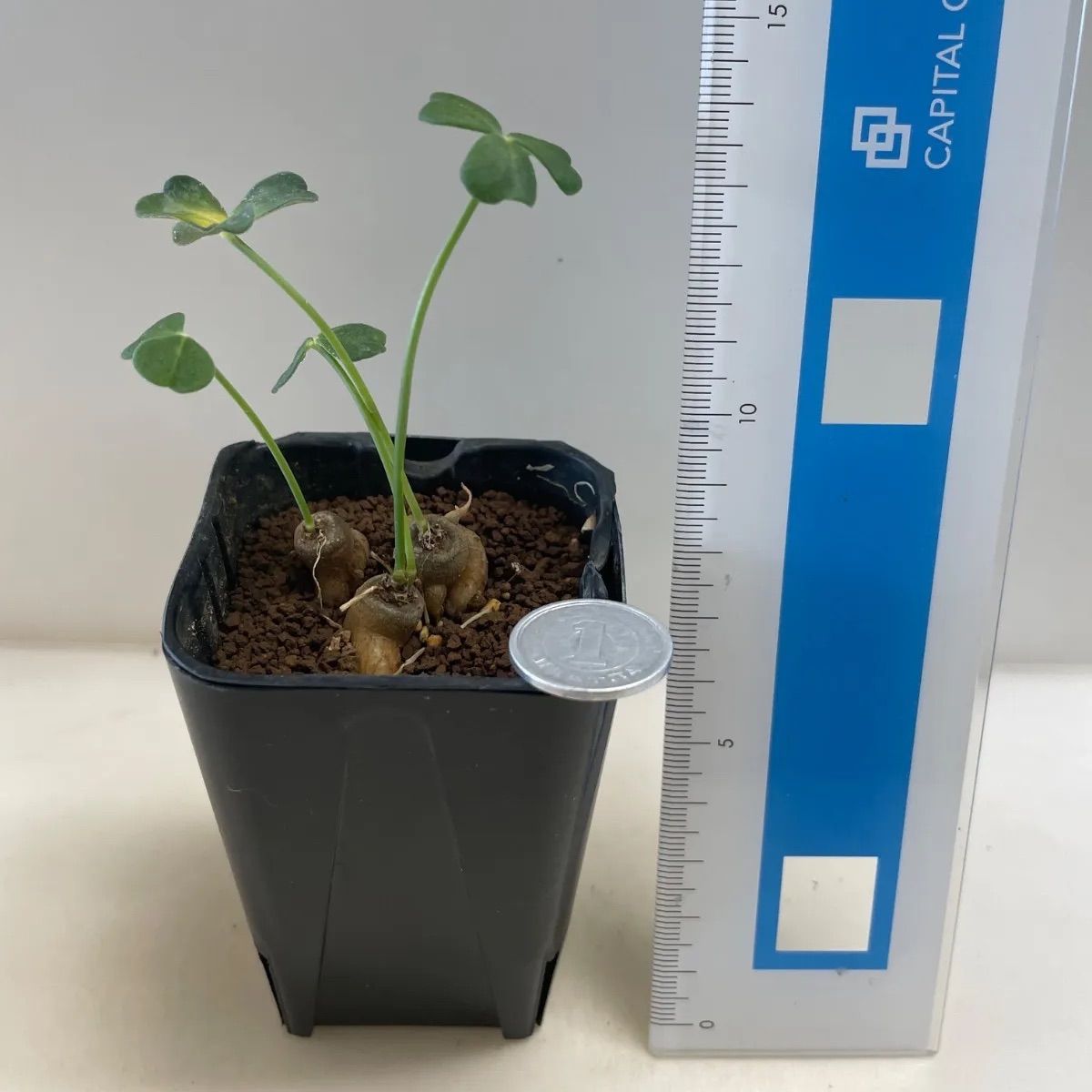 塊根植物 コーデックス 観葉植物 美株 メルカリ便 多肉植物 コーデックス 塊根オキザリス 抜き苗 根付き - メルカリ