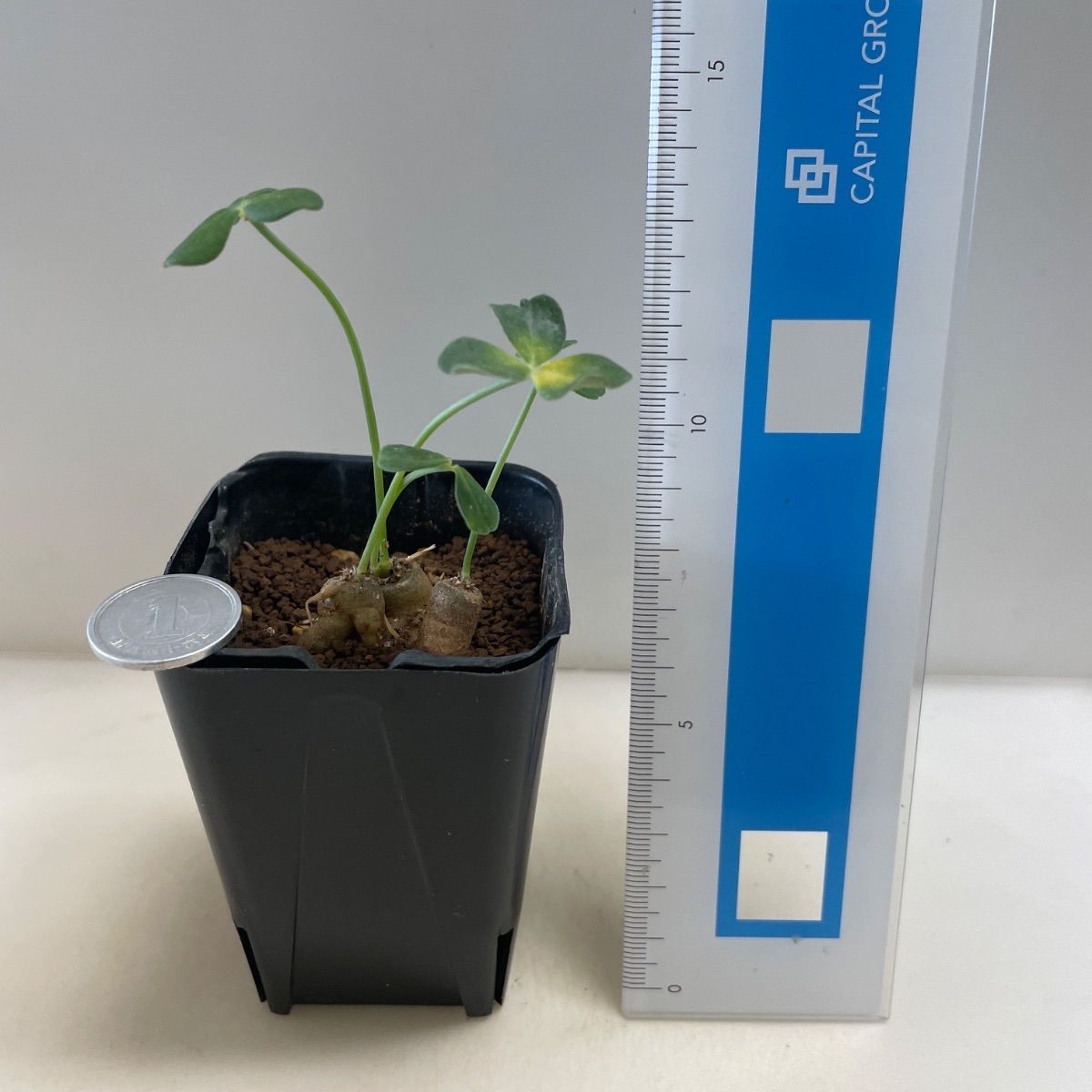多肉植物 コーデックス 塊根オキザリス 抜き苗 根付き - メルカリ