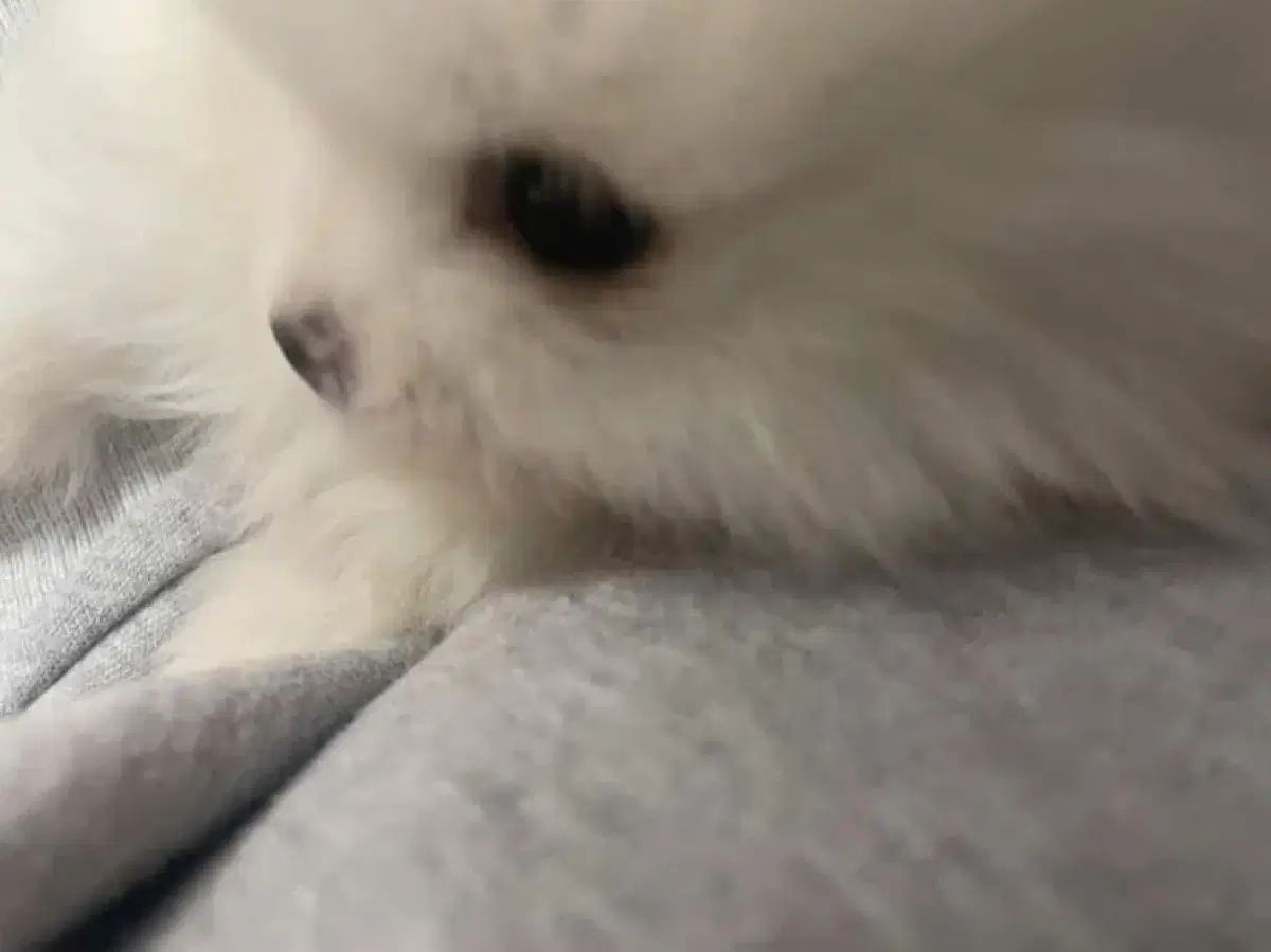 ニードルズ 決済用