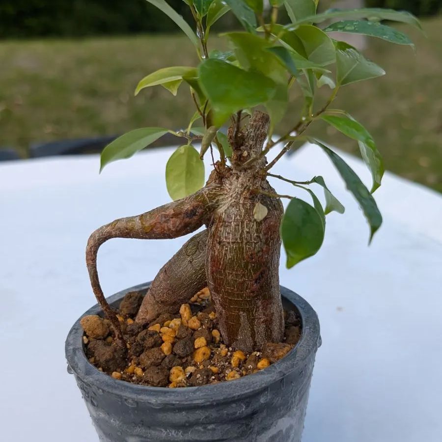 送料150円】ガジュマル ミニ観葉植物 縁起物 多幸の木 鉢植え 初心者