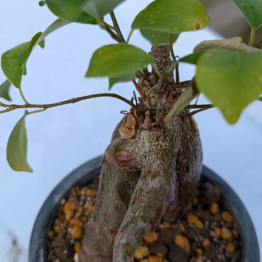 送料150円】ガジュマル ミニ観葉植物 縁起物 多幸の木 鉢植え 初心者