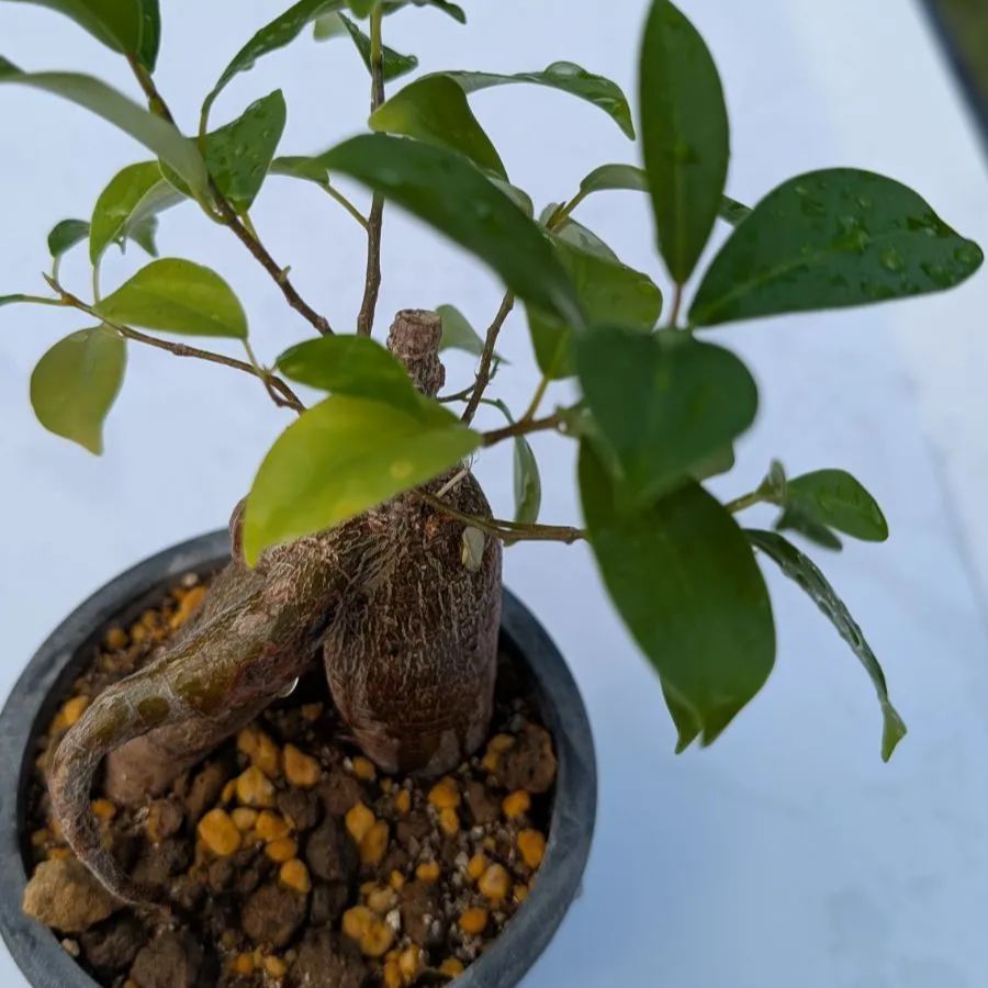 送料150円】ガジュマル ミニ観葉植物 縁起物 多幸の木 鉢植え 初心者