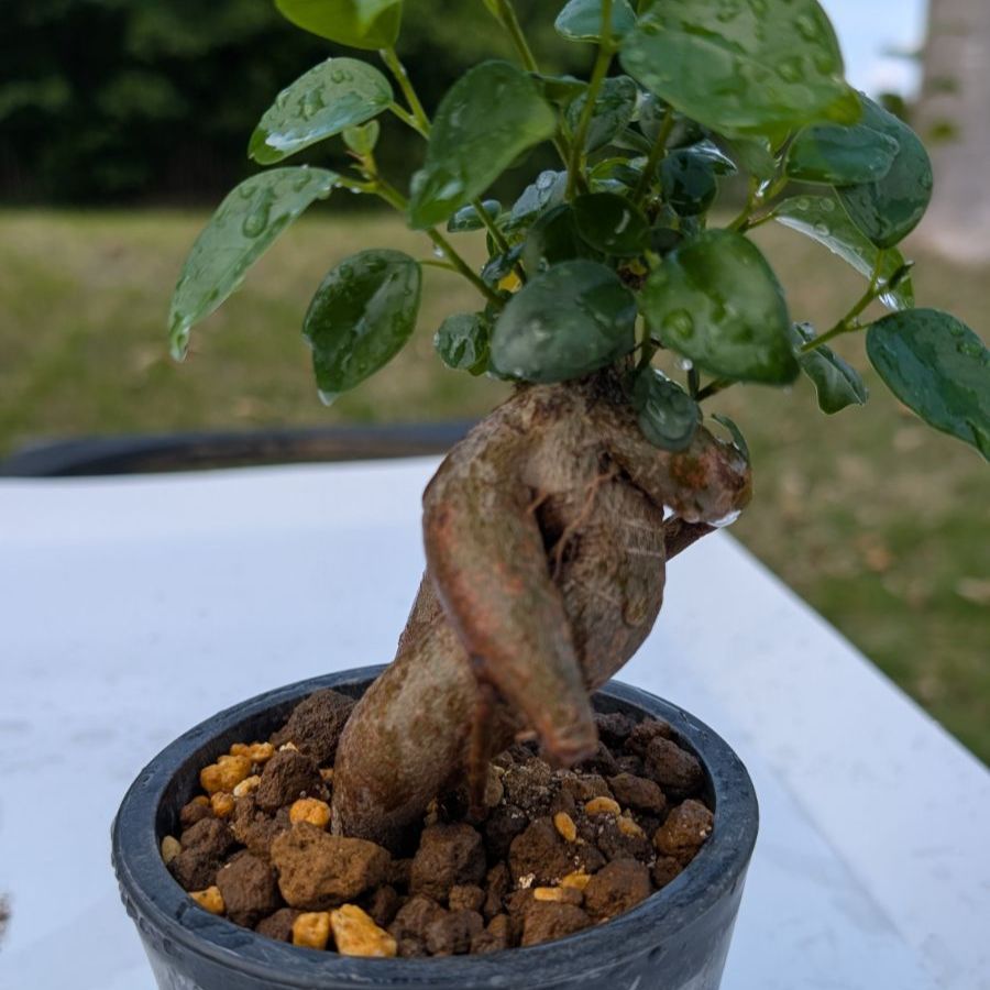 送料150円】ガジュマル ミニ観葉植物 縁起物 多幸の木 鉢植え 初心者