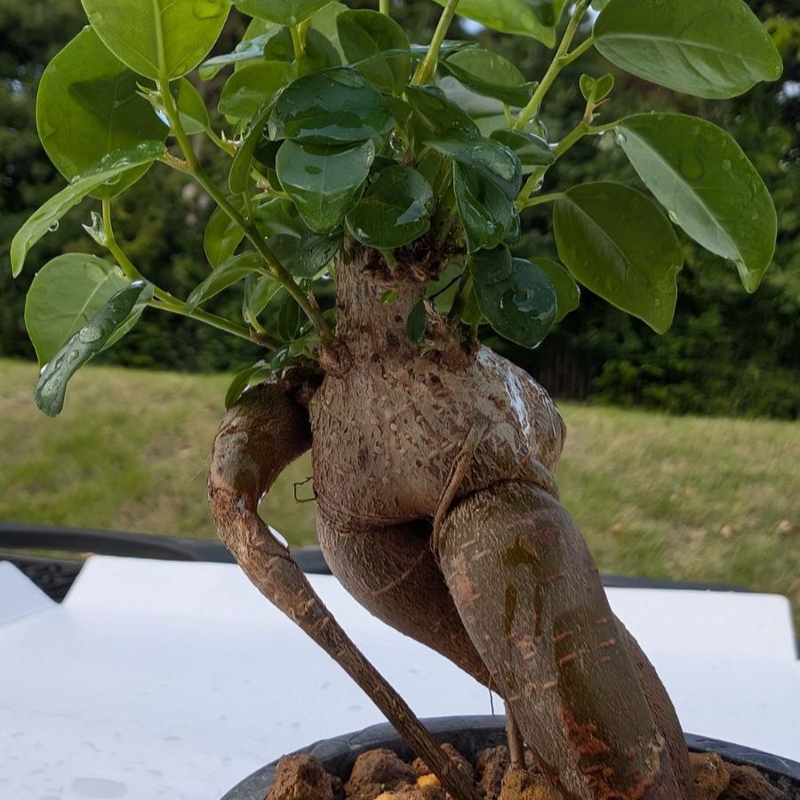 送料150円】ガジュマル ミニ観葉植物 縁起物 多幸の木 鉢植え 初心者