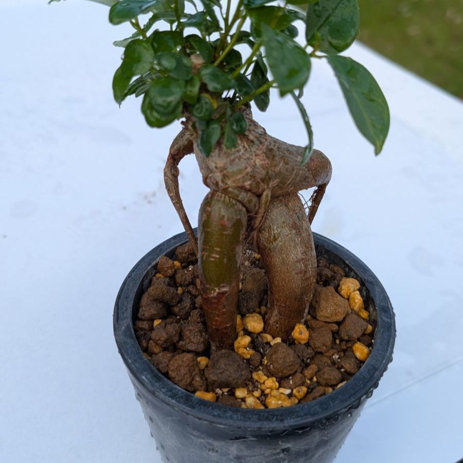 送料150円】ガジュマル ミニ観葉植物 縁起物 多幸の木 鉢植え 初心者