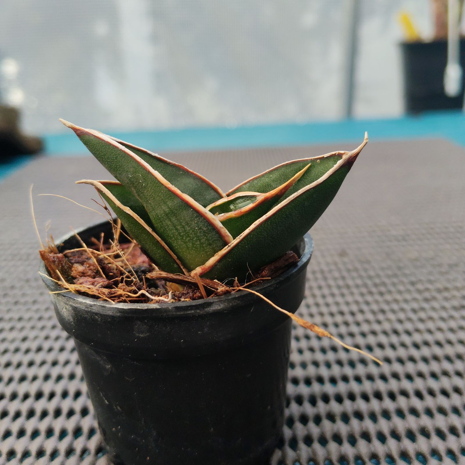 a49 サンスベリア ロリダ サンセベリア Sansevieria rorida - メルカリ