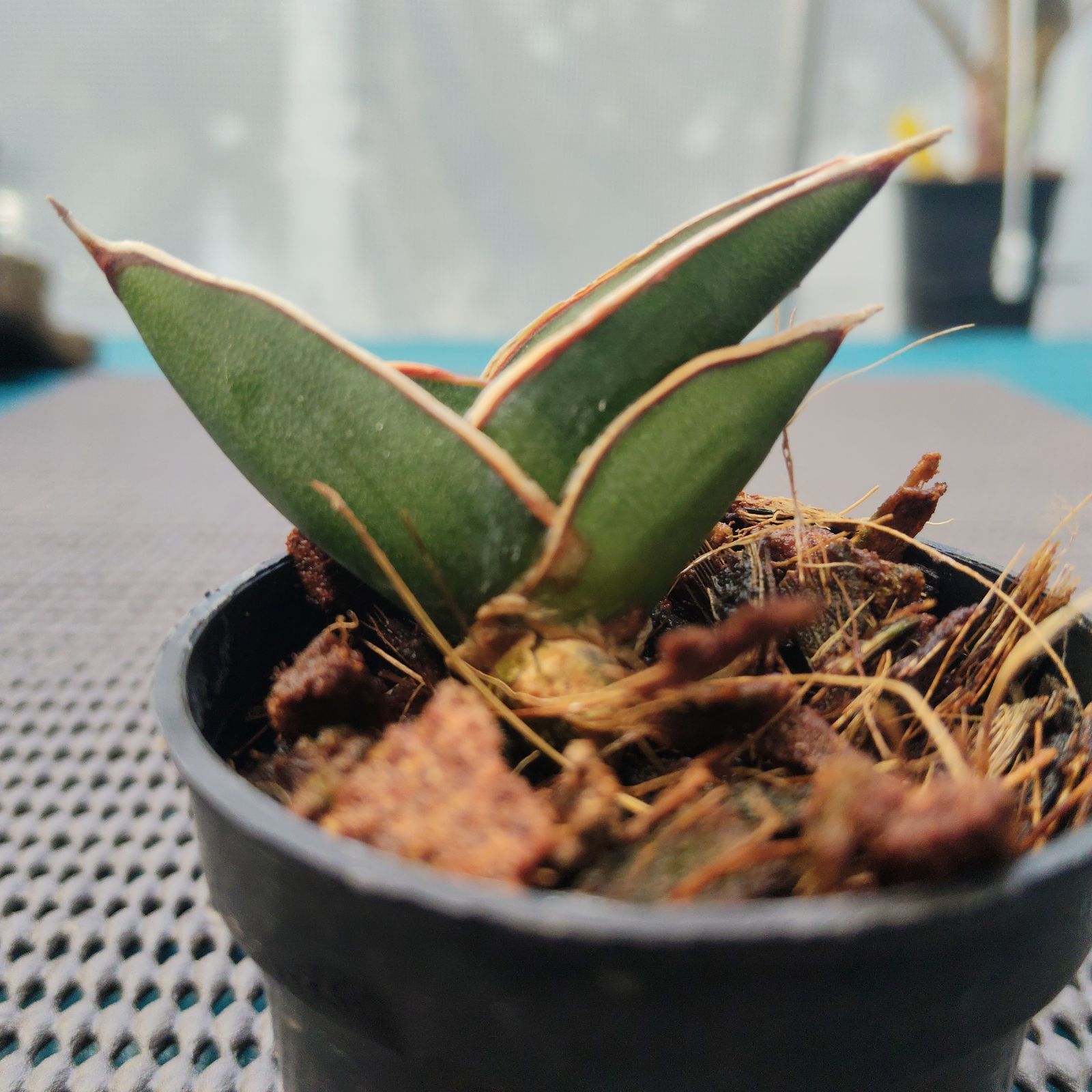 a49 サンスベリア ロリダ サンセベリア Sansevieria rorida - メルカリ